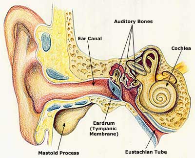 Ear Infection, Remedies, Treatment, Symptoms, Causes